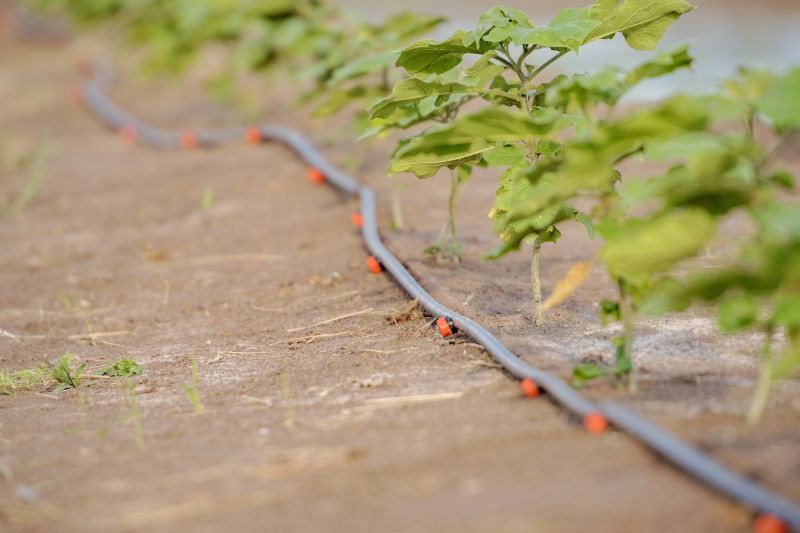 Drip System Installation in Ventura County, CA